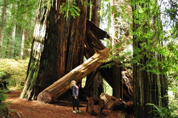 Trilha no Redwood National Park, no norte da Califórnia, nos Estados Unidos